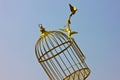 Art empty bird golden Royalty Free Stock Photo