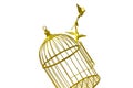 Art empty bird golden cage isolate background