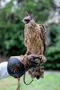 The art of falconry Royalty Free Stock Photo