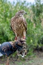 The art of falconry Royalty Free Stock Photo