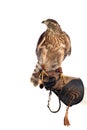 The art of falconry Royalty Free Stock Photo