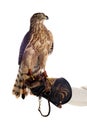 The art of falconry Royalty Free Stock Photo
