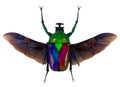 Art fantastic beetle multicolor rainbow with spread black wings. Isolated on white.