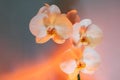 Art Floral background of tropical orchids. Branch of orchids in soft mixed pastel color style. Peach, pink and dark blue Royalty Free Stock Photo