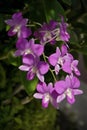 Dendrobium orchid, Violet Orchid Purple Orchids, tropical flowers, Royalty Free Stock Photo