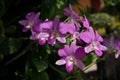 Dendrobium orchid, Violet Orchid Purple Orchids, tropical flowers, Royalty Free Stock Photo