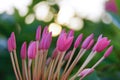 Art of flower background. Ixora Flower, Ixora coccinea