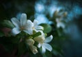 Orange jasmine. Murraya paniculata, Chalcas exotica, Murraya exotica, white flowers.