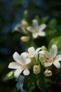 Orange jasmine. Murraya paniculata, Chalcas exotica, Murraya exotica, white flowers.