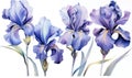 Plant petal floral art iris summer blossom drawing watercolor flower spring background nature Royalty Free Stock Photo