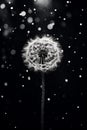 Art flower white drops beauty blowball black macro dandelion monochrome Royalty Free Stock Photo