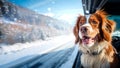 Funny cute dog looking out of the car window on the road. Winter travel with pets. Family trip on winter vacation