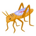 Art grasshopper animal bug icon isometric vector. Ant insect Royalty Free Stock Photo