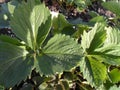 Art green strawberry leaf , Strawberry tree leaves