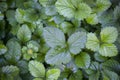 Art green strawberry leaf , Strawberry tree leaves , Wild strawberry leaves background Royalty Free Stock Photo