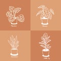 Hand drawn house plants in pots.