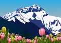 Tulips field with white snow on mount everest background Royalty Free Stock Photo