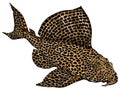 Leopard Plecostomus. Freshwater catfish Royalty Free Stock Photo