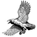 Flying common raven. Black and white graphic illustration