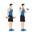 Man doing standing dumbbell bicep curls. Flat vector illustration Royalty Free Stock Photo