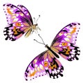 Vector.Isolated clipart lilac butterflies on white background Ar.
