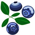 Blueberries vector. Art & Illustration.