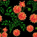 Seamless pattern with dahlias on black background. Royalty Free Stock Photo