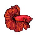 Hand drawn betta fish super red half moon illustration