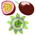 Tropical fruit  passionfruit isolated on white background  clip art  vector. Royalty Free Stock Photo