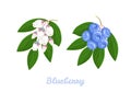 Blueberry branch with berry and flowers isolated on white background. Vector illustration