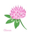 Clover flower and green leaf isolated on white background. Vector illustration of wild herb Royalty Free Stock Photo