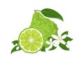 Vector bergamot citrus. Illustration of tropical fruit, slice, flowers and green leaves Royalty Free Stock Photo