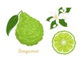 Bergamot set. Citrus fruit whole and slice, flowers and green leaves isolated