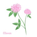 Clover flower isolated on white background. Vector illustration of wild herbs, plants with green leaves Royalty Free Stock Photo