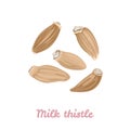 Milk thistle seeds isolated. Icon Royalty Free Stock Photo