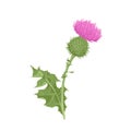 Milk thistle isolated on white background. Vector illustration of medicinal plant Royalty Free Stock Photo