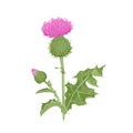 Milk thistle plant isolated on white background. Vector illustration of medical herb Royalty Free Stock Photo