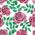 Pink watercolour roses on white background. Art & Illustration