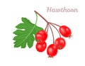 Hawthorn berry isolated on white. Vector icon
