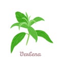 Lemon verbena. Vector illustration of green leaves of fragrant, medicinal herb Royalty Free Stock Photo