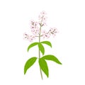 Lemon verbena flower isolated. Fragrant plant