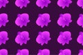 Seamless pattern Orchid flower with purple color