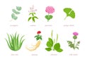 Set of cartoon medicinal herbs, plants and flowers.