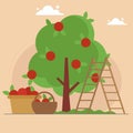 Garden with fruits tree and wood ladder. Harvest baskets full of red apples. Royalty Free Stock Photo