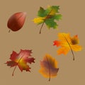 Fall leaf collection. Set of autumn leaves. Multicolor autumn leaves three-dimensional icons of autumn leaves of maple, oak, birch Royalty Free Stock Photo