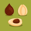 Salak Salacca zalacca AKA Snake Fruit is a species of palm tree native in Indonesia. object set illustration vector