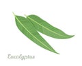 Green eucalyptus leaves isolated on white. Medicinal plant icon. Royalty Free Stock Photo