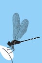 Engrave isolated dragonfly hand drawn Royalty Free Stock Photo