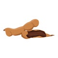 Flat vector of Tamarind isolated on white Royalty Free Stock Photo