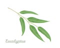 Eucalyptus branch isolated on white background. Vector illustration of green leaf Royalty Free Stock Photo